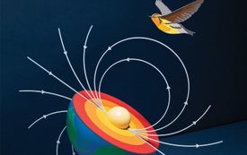 How Migrating Birds Use Quantum Effects to Navigate