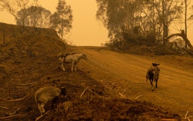 Yes, Climate Change Did Influence Australia's Unprecedented Bushfires