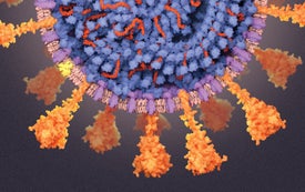 A Visual Guide to the SARS-CoV-2 Coronavirus