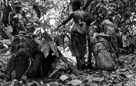 How 'Sustainable' Development Ravaged the Congo Basin