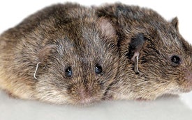 Monogamous Prairie Voles Reveal the Neurobiology of Love