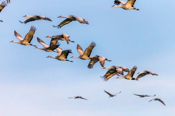 Many Bird Species Are Having Fewer Chicks as the World Warms