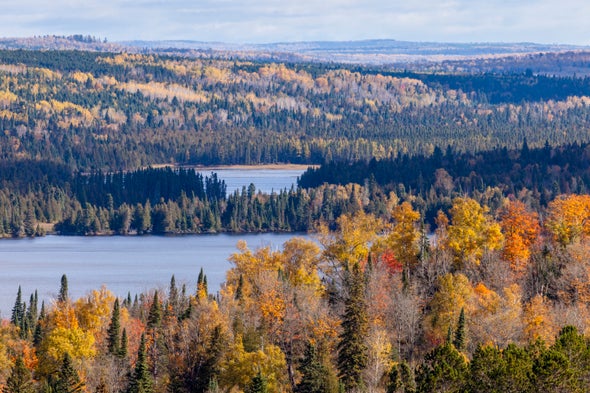 Forest Service Explores Moving Trees to Save Them from Hotter Weather