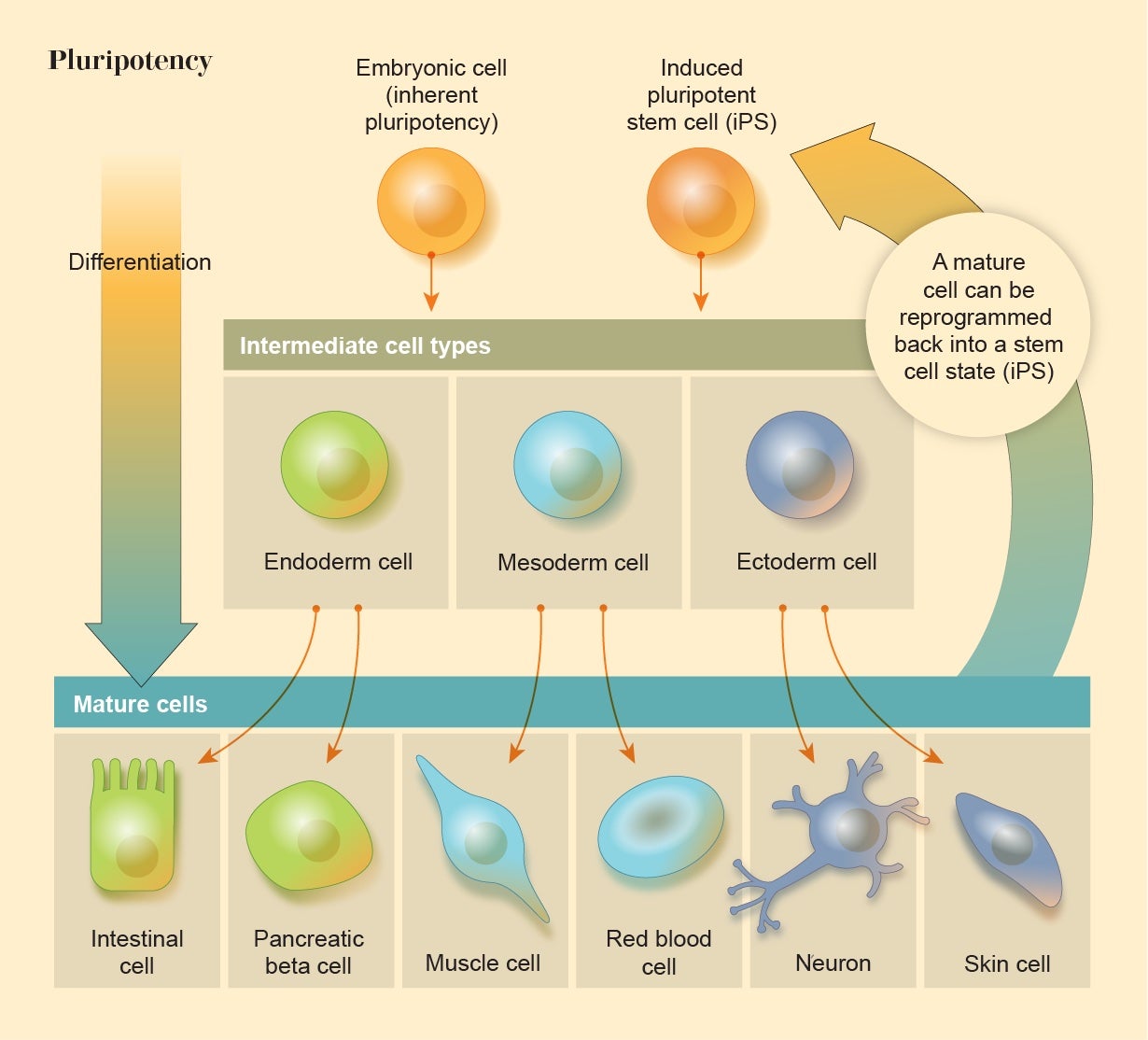 Graphic shows how pluripotency works. Embryonic cells differentiate into one of three intermediate cell types, then into a variety of mature cells. A mature cell can then be reprogrammed back into a stem cell state.